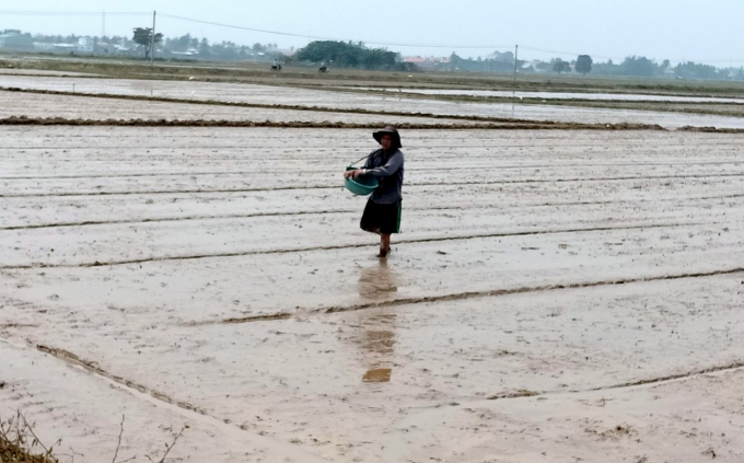 Ngành nông nghiệp Bình Thuận khuyến cáo nông dân sử dụng giống lúa xác nhận và gieo sạ với mật độ vừa phải. Ảnh: KS.