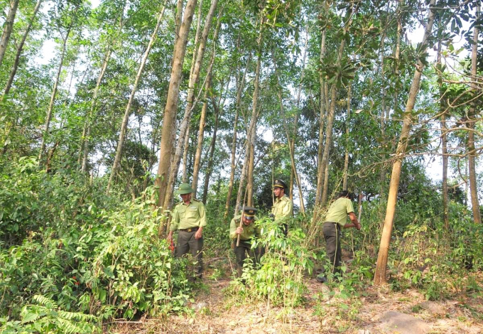 Lực lượng kiểm lâm Bình Định kiểm tra, rà soát rừng trên địa bàn trước mùa nắng nóng. Ảnh: CCKLBĐ.