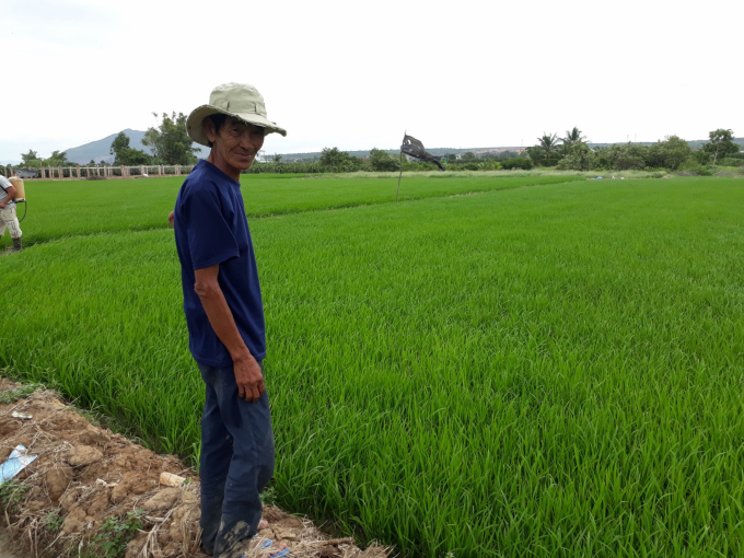 Many farmers in Binh Thuan are very interested in the SRI model of rice production. Photo: Dinh Thung.