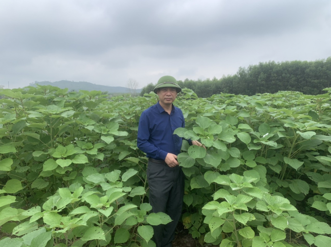 Ramie only need to be planted once and can be saved for 10 years, very sustainable. Photo: Hong Giang.