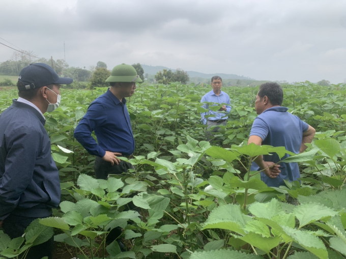 The 5- year model of growing ramie in Dang Trong Quan's household, Nghia Mai commune, Nghia Dan district (Nghe An). Photo: Hong Giang.