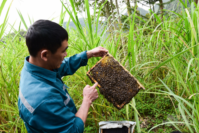 Việt Nam ước tính có trên 1,74 triệu đàn ong với 3,5 vạn lao động nuôi ong và 31 doanh nghiệp xuất khẩu mật ong vào Hoa Kỳ. Ảnh: Tùng Đinh.