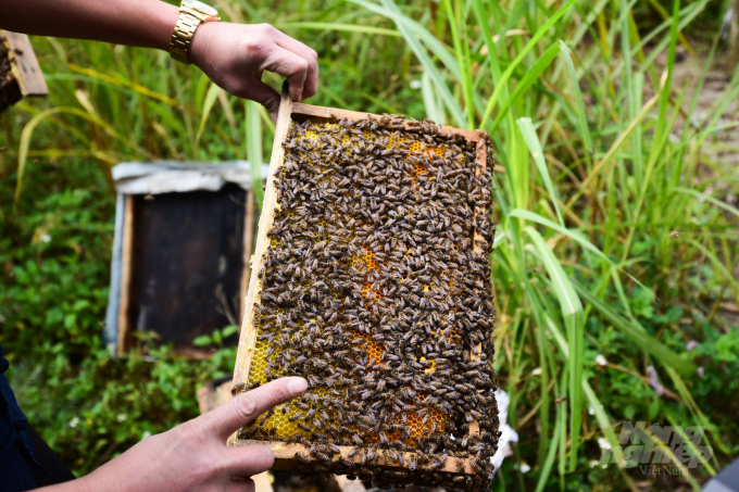 Thời gian qua, Bộ NN-PTNT đã chỉ đạo các đơn vị tích cực phối hợp với các Bộ ngành liên quan để bàn bạc các giải pháp bảo vệ và hỗ trợ người nuôi ong và các doanh nghiệp chế biến, xuất khẩu mật ong của Việt Nam. Ảnh: Tùng Đinh.