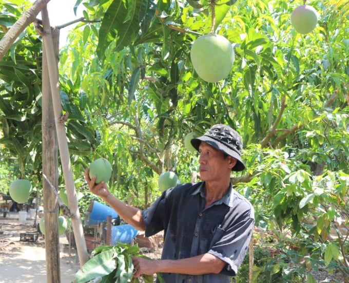 In the main Australian mango crop 2022, farmers say high investment costs have forced them to neglect many areas so the yield is very low. Photo: KS.