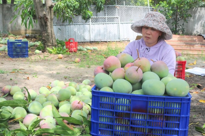 Not only farmers but also traders are upset about the mango price drop. Photo: KS.