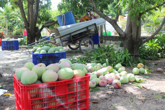 The Australian mango 'capital' in Cam Lam district (Khanh Hoa) this year faces a 'gloomy' harvest. Photo: KS.