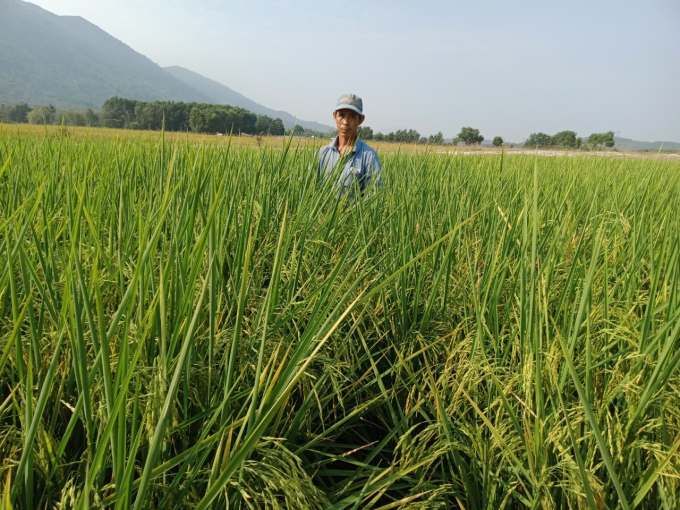 In the rice production area of Duc Binh Agriculture and Service Cooperative, farmers are familiar with SRI production. Photo: Dinh Thung.