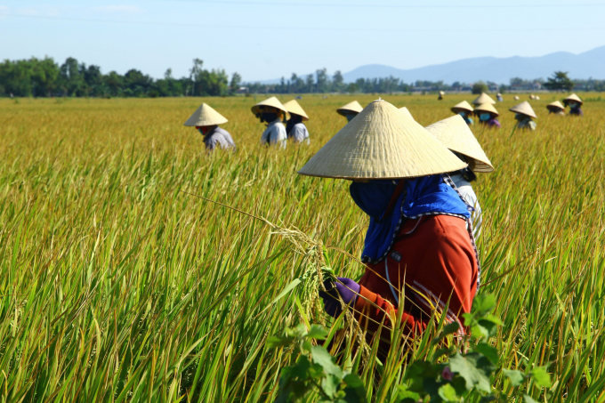 Áp dụng các quy trình canh tác tiên tiến, nông dân Bình Định vừa giảm được chi phí đầu vào vừa tăng hiệu quả sản xuất. Ảnh: Kim Sơ.