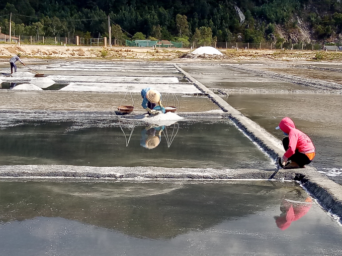 Young and healthy workers no longer prefers salt farming, leaving most of them only female and elderly workers work on salt fields. Photo: MHN.