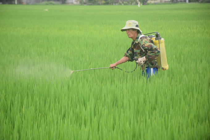 Sparse sowing can both reduce rice seed and manage disease according to IPM, so it can limit the use of pesticides. Photo:  Kim So.