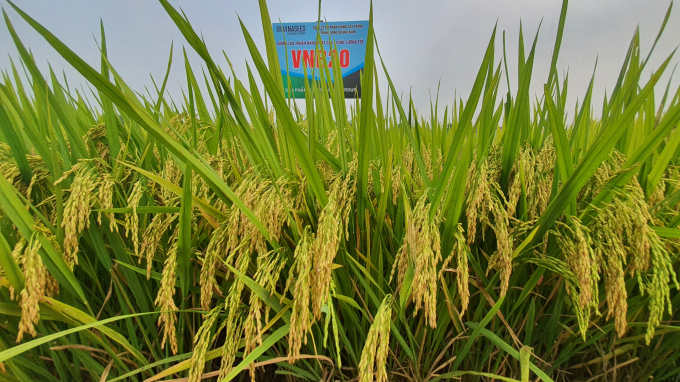 Giống lúa VNR20 được nông dân ở nhiều địa phương trong tỉnh Quảng Nam lựa chọn để sản xuất trên diện tích lớn. Ảnh: L.K.