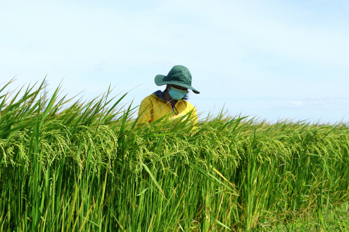 Applying advanced farming processes to increase rice yield. Photo:  Kim So.