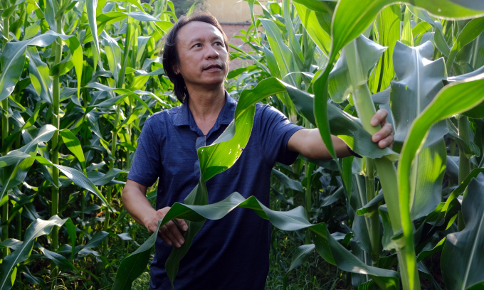 Development of biomass maize varieties as forage for cattle raising. Photo: Ba Thang.