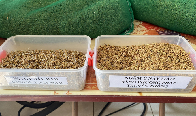 Seeds that are germinated with a machine (left) and soaked seeds that are germinated by traditional methods. Photo: Minh Phuc.