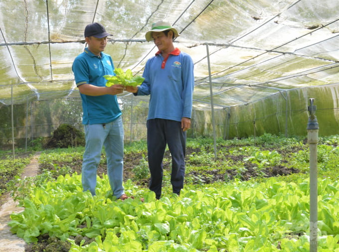 Tất cả phụ phẩm nông nghiệp được anh Trần Văn Sáu ủ thành phân rải ra vườn trồng rau hữu cơ, để cây rau mọc tự do, phát triển xanh tốt, dễ dàng kiếm tiền triệu. Ảnh: Trung Chánh.