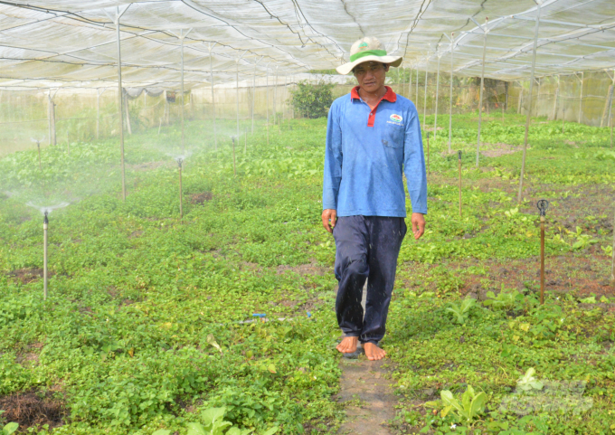 Hộ anh Trần Văn Sáu đầu tư nhà lưới trồng rau và được khuyến nông hỗ trợ hệ thống tưới tự động, giúp có thể trồng rau quanh năm, mang lại hiệu quả kinh tế cao. Ảnh: Trung Chánh.