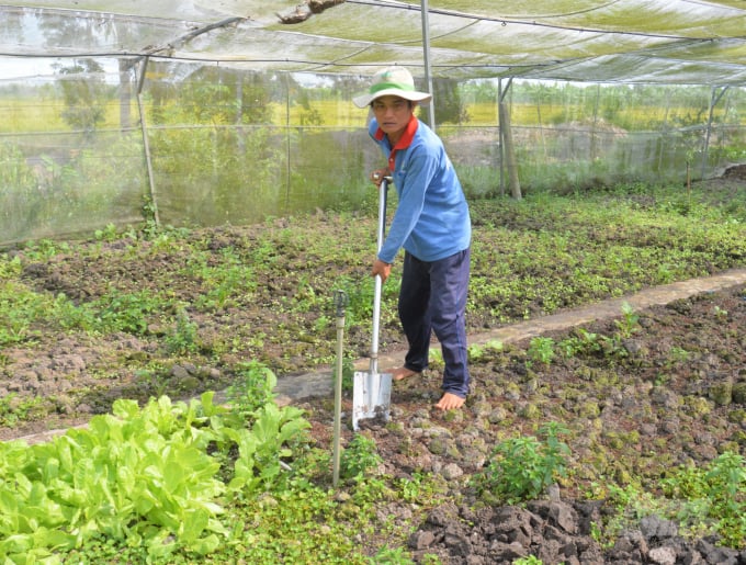 Anh Trần Văn Sáu dùng xẻng xới đất trộn với phân hữu cơ tự ủ từ phụ phẩm nông nghiệp để trồng rau cung cấp cho thị trường với thương hiệu rau Năm Cải. Ảnh: Trung Chánh.