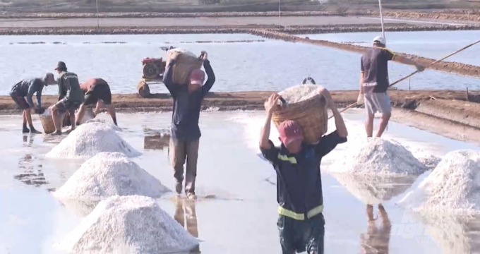 Unseasonal rains have damaged more than 1,250ha of salt. Photo: Trong Linh.