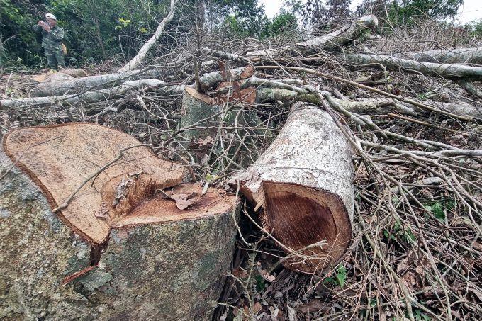 Sở NN&PTNT Quảng Trị đề nghị UBND huyện Đakrông chỉ đạo cơ quan chức năng vào cuộc làm rõ, khởi tố hình sự vụ phá rừng tại Đakrông.  Ảnh: HT.