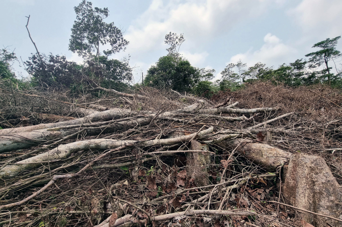 Hàng chục ha rừng tự nhiên tại Đakrông bị xâm hại. Ảnh: HT.