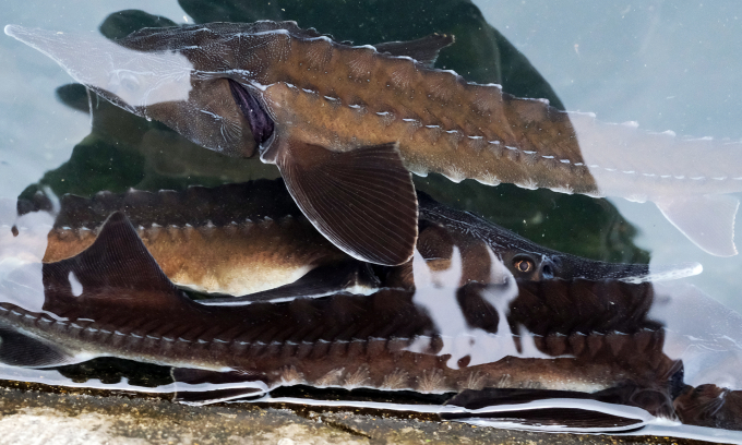 Sturgeon is widely raised by people in the Central Highlands and some Northwest provinces. Photo: Bao Thang.
