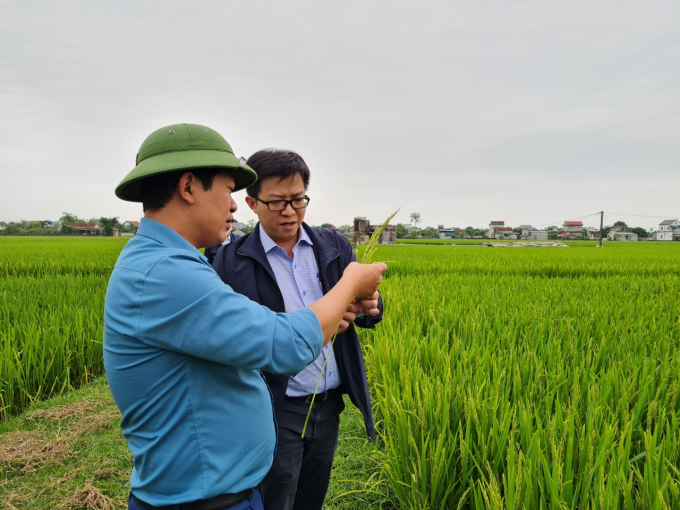 Bệnh đạo ôn cổ bông bắt đầu phát sinh, gây hại lúa xuân vùng Bắc Trung bộ. Ảnh: Việt Khánh.