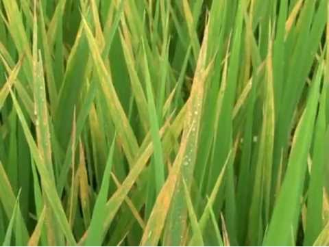 Triệu chứng bệnh đốm sọc vi khuẩn hại lúa.
