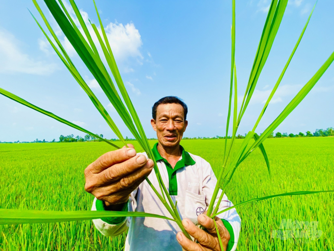 Farmer Nguyen Danh Dung from Thanh Xuan hamlet, Thanh Phu commune, Co Do district, by his 4ha field of organic rice field which is found very well growing and less affected by pests and diseases. Photo: Le Hoang Vu.
