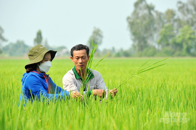  In the summer-autumn rice crop 2022, the Can Tho DCPP and Co Do District DCPP office have implemented the organic rice model on a 10ha of Toan Phat Cooperative. Photo: Le Hoang Vu.