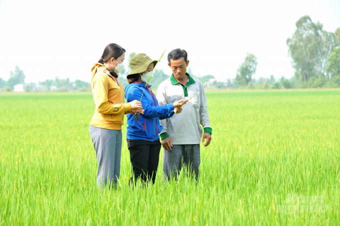 Nông dân sản xuất lúa theo hướng hữu cơ trong mô hình đã giảm được rất nhiều chi phí và được cán bộ ngành nông nghiệp tận tay hướng dẫn kỹ thuật 'từ A đến Z'. Ảnh: Lê Hoàng Vũ.