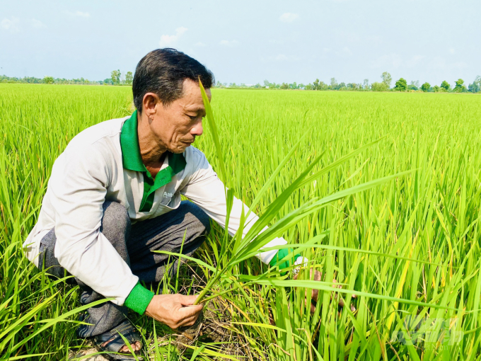 A farmer checks his organic rice field. Photo: Le Hoang Vu.