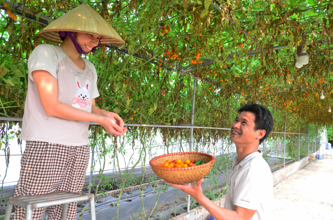 Vợ chồng anh Phong đang thu hái cà chua nhót Nhật. Ảnh: Dương Đình Tường.