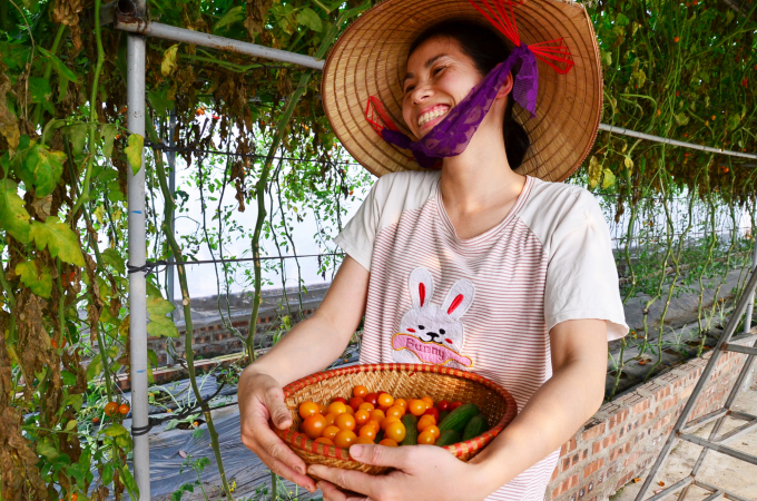Niềm vui lúc thu hoạch cà chua nhót Nhật. Ảnh: Dương Đình Tường.