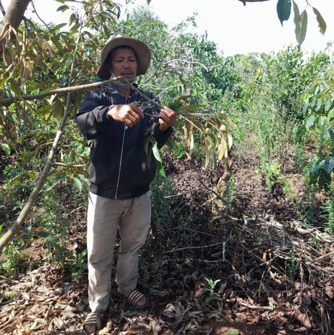 Ông Long đang chăm sóc cây tại thửa đất số 92, huyện Krông Năng, tỉnh Đăk Lăk . 