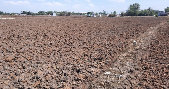 Sau khi thu hoạch xong lúa xuân, nông dân sẽ cày ải, phơi đất và vùi lấp những hạt lúa ma này vào đất, từ tháng 2 đến đầu tháng 3 hàng năm. 