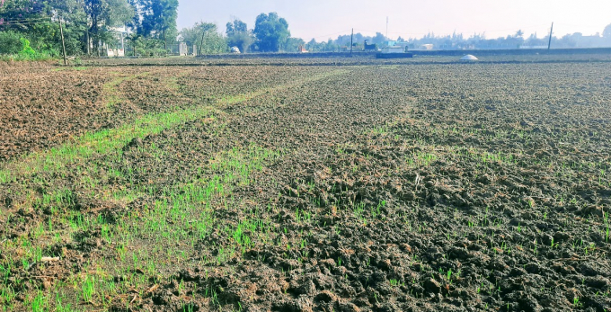 Đến đầu tháng 4, sẽ có những cơn mưa trái mùa làm cho những hạt lúa thất thoát trong khi thu hoạch nẩy mầm lên xanh, đó chính là lúa ma.