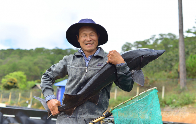 Sturgeon farming is becoming convenient and resistant to natural hazards thanks to high-tech aquaculture model. Photo: Minh Hau.