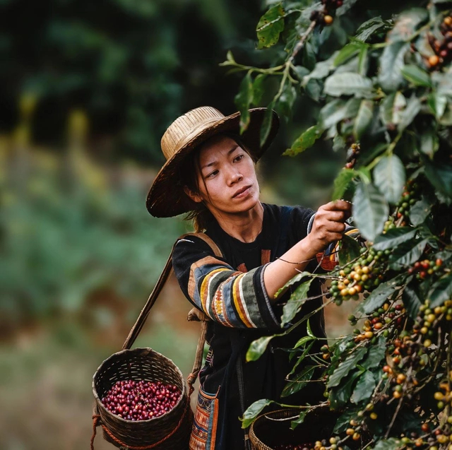 Cà phê là một lợi thế vượt trội tại Tây Nguyên.