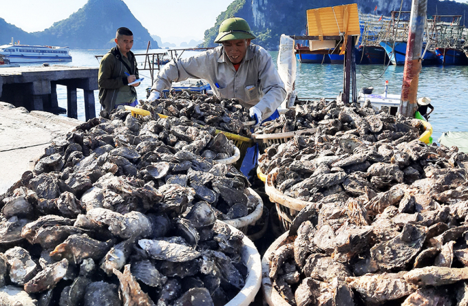 Nuôi biển Quảng Ninh đa dạng, phong phú với nhiều loại thủy sản như tôm, nhuyễn thể. Ảnh: Nguyễn Thành.