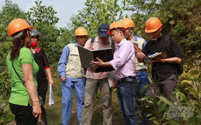 Cây keo đã giữ tốt sứ mệnh giúp ổn định vùng nguyên liệu cho ngành gỗ Việt Nam trong chặng đường dài. Ảnh: Đồng Thưởng.