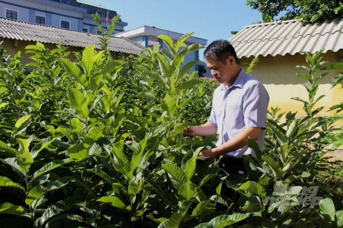 Nhiều vườn ươm giống dẻ ở huyện Trùng Khánh đang phát triển tốt. Ảnh: Công Hải.