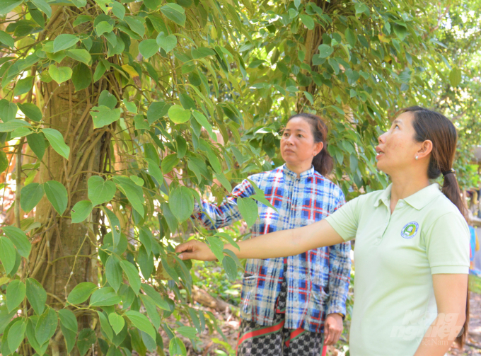 Chị Trần Thị Thủy (bên phải), Phó trưởng Trạm Khuyến nông huyện Kiên Hải hướng dẫn nhà vườn Tô Diễn Thúy kỹ thuật chăm sóc cây hồ tiêu. Ảnh: Trung Chánh.
