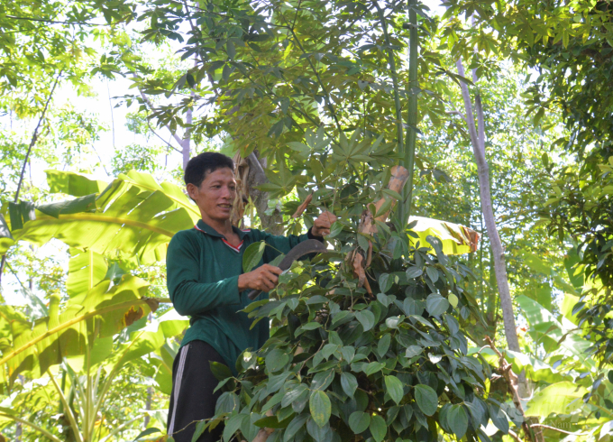 Làm vườn trên sườn núi, với những dây hồ tiêu bám trên trụ sống là cây xoan, cây gòn cao tới 6 - 7 mét, nhà vườn phải dùng thang leo lên cao chăm sóc. Ảnh: Trung Chánh.