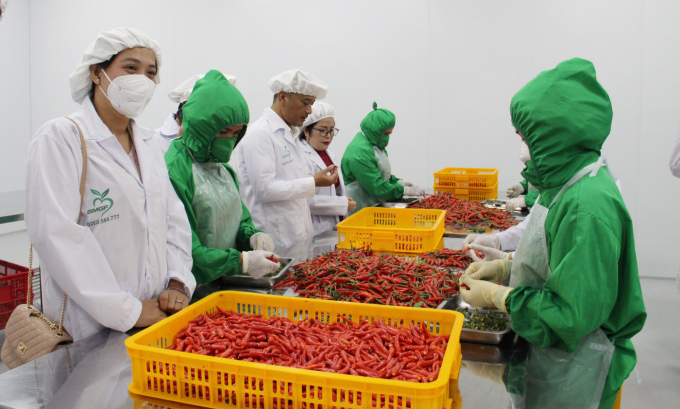 Nhân viên Công ty Cổ phần Ban Mê Green Farm đang chế biến ớt để xuất khẩu sang thị trường Nhật Bản. Ảnh: Quang Yên.