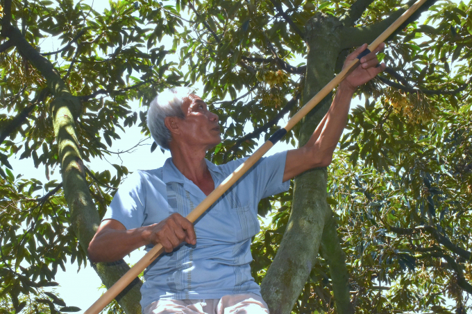 Mr. Muoi Nghia pruning durian flower buds. Photo: Minh Dam.