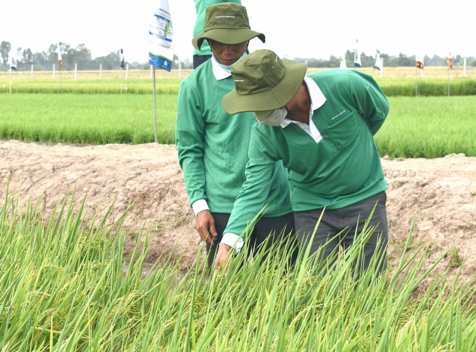 Farmers are visiting and learning from advanced rice farming models under the VnSAT project. Photo: Huu Duc.