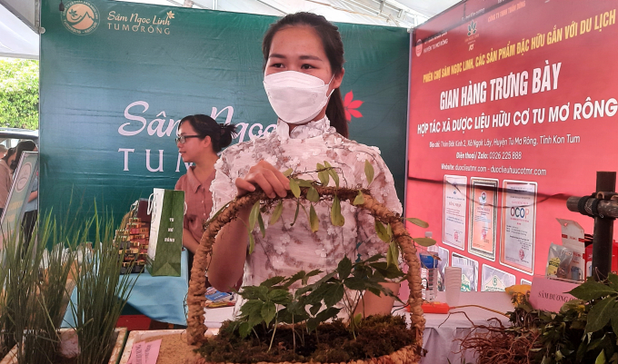 Những cây sâm Ngọc Linh trên 10 năm tuổi được trưng bày tại Phiên chợ sâm Ngọc Linh. Ảnh: Tuấn Anh.