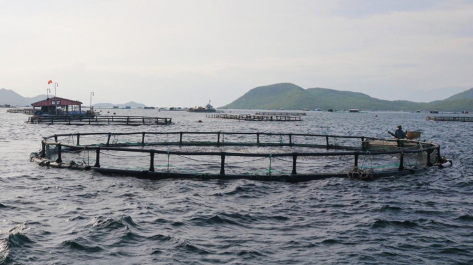 Trang trại nuôi cá biển của Viện I trên vịnh Vân Phong, tỉnh Khánh Hòa. Ảnh: KS.