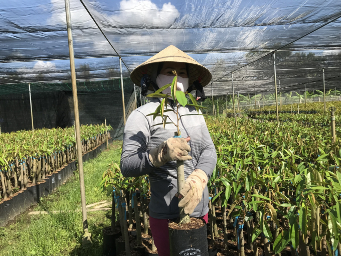 Ms. Tham, owner of Hoang Phuc nursery, said that she had dug two ponds to store freshwater in this dry season, so she can rest assured and just focus on producing. Photo: Minh Dam.