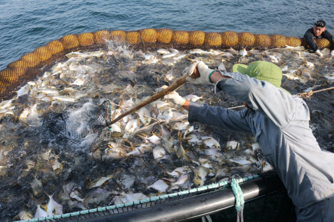 Trạng trại của Trung tâm Nuôi biển công nghệ cao nuôi đặc sản cá chim vây vàng. Ảnh: LK.